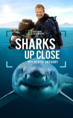 Sharks Up Close with Bertie Gregory