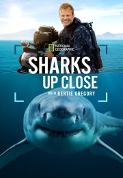 Sharks Up Close with Bertie Gregory